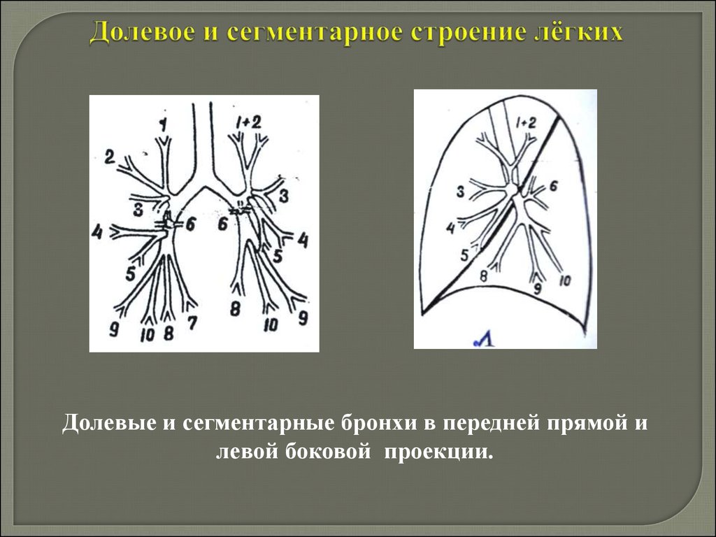 Сегменты легких на рентгене схема рентген