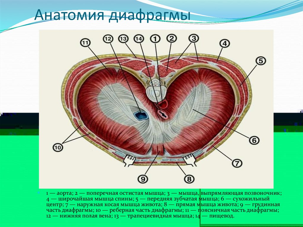 Три диафрагмы у человека. Строение диафрагмы анатомия. Диафрагма анатомия медунивер. Диафрагма анатомия мышцы. Строение и топография диафрагмы.