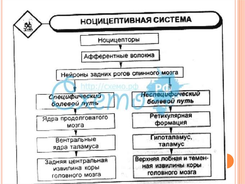 Блок схема болевого анализатора