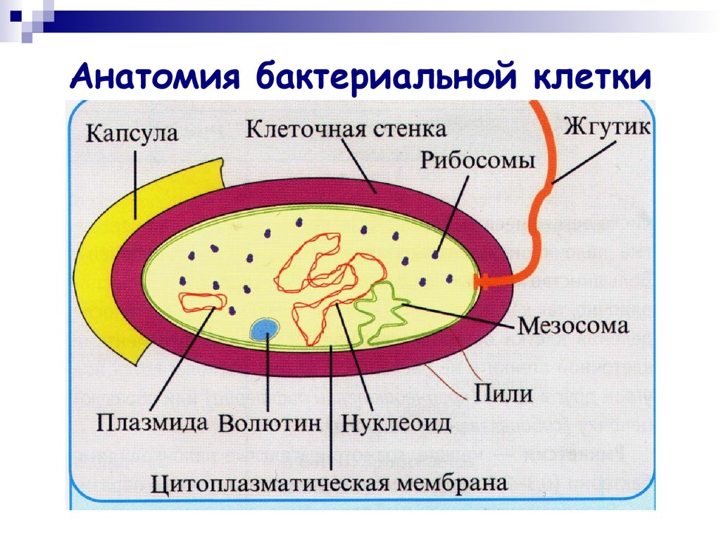 Структура бактериальной клетки