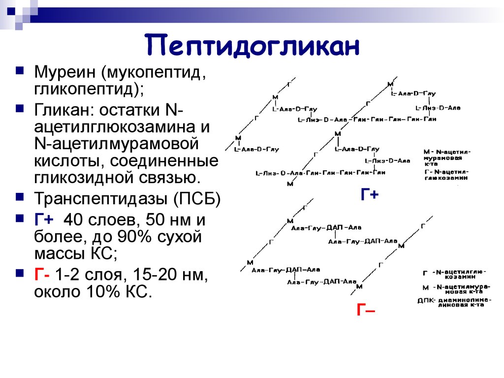 Пептидогликан бактерий. Пептидогликан строение микробиология. Строение муреина микробиология. Строение муреина бактерий. Структура пептидогликана микробиология.