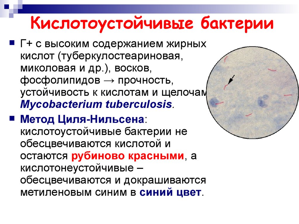 Патогенные микобактерии микробиология презентация