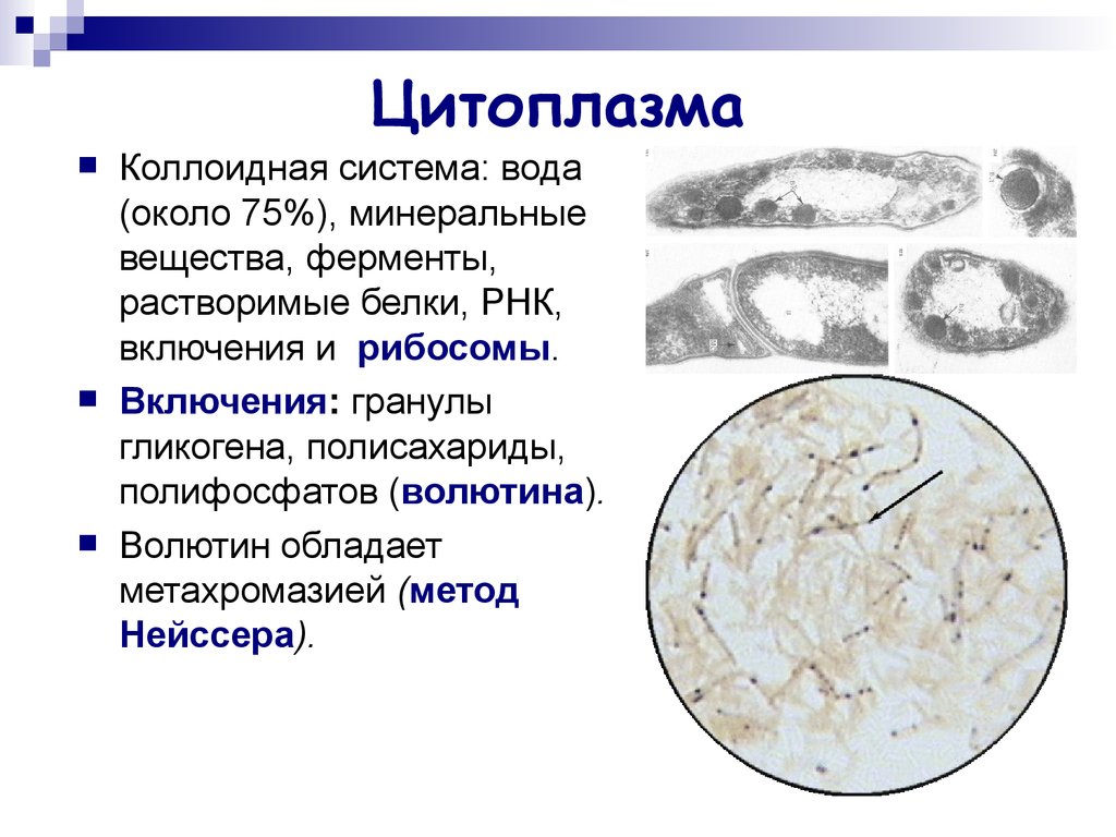Цитоплазма бактерий. Волютин это микробиология. Включения бактерий метод Нейссера. Включения бактерий волютин. Коллоидная система цитоплазмы.