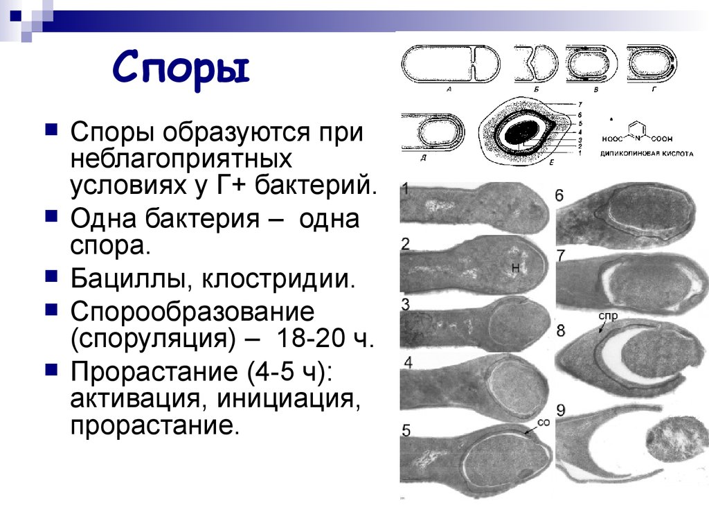 Содержание спора. Споры и спорообразование микробиология. Споры и спорообразование у микроорганизмов. Строение споры бактерий микробиология. Спорообразование бактерий микробиология.