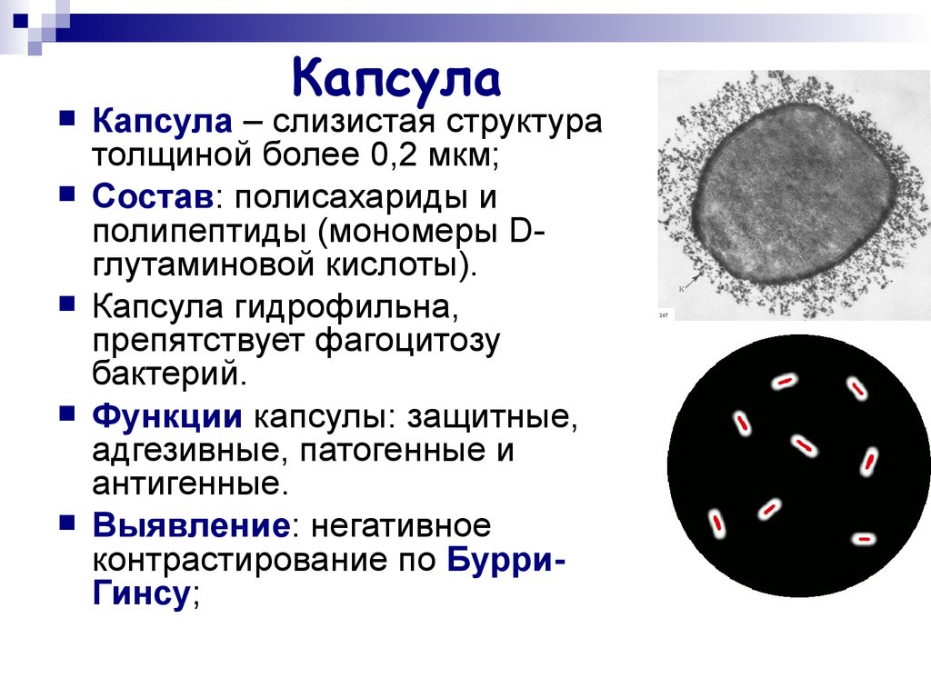 Клетки большинства бактерий можно. Структура капсулы бактерий. Структура и функции капсулы бактерий. Капсула микрокапсула микробиология. Химический состав капсулы бактерий.