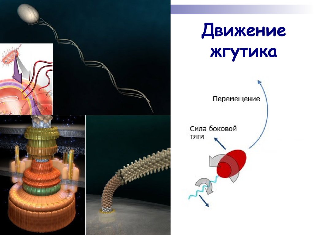 Жгутиковая бактерия фото