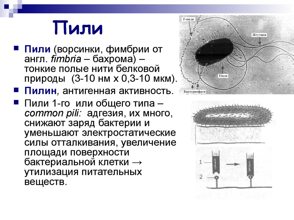 Пили 2 типа. Пили фимбрии функции. Фимбрии (пили 1 типа) обеспечивают. Пили 4 типа у бактерий. Типы пилей у бактерий.