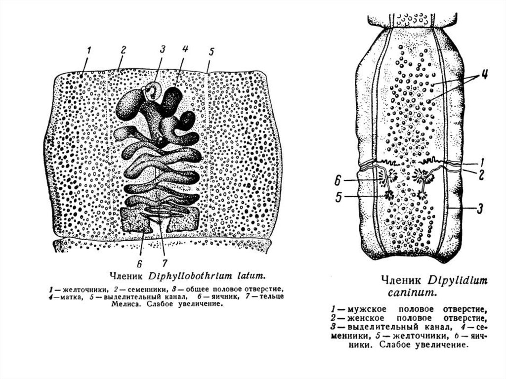 Широкая структура. Строение членика широкого лентеца. Строение зрелого членика широкого лентеца. Гермафродитные членики лентеца и цепня. Гермафродитный членик широкого лентеца.