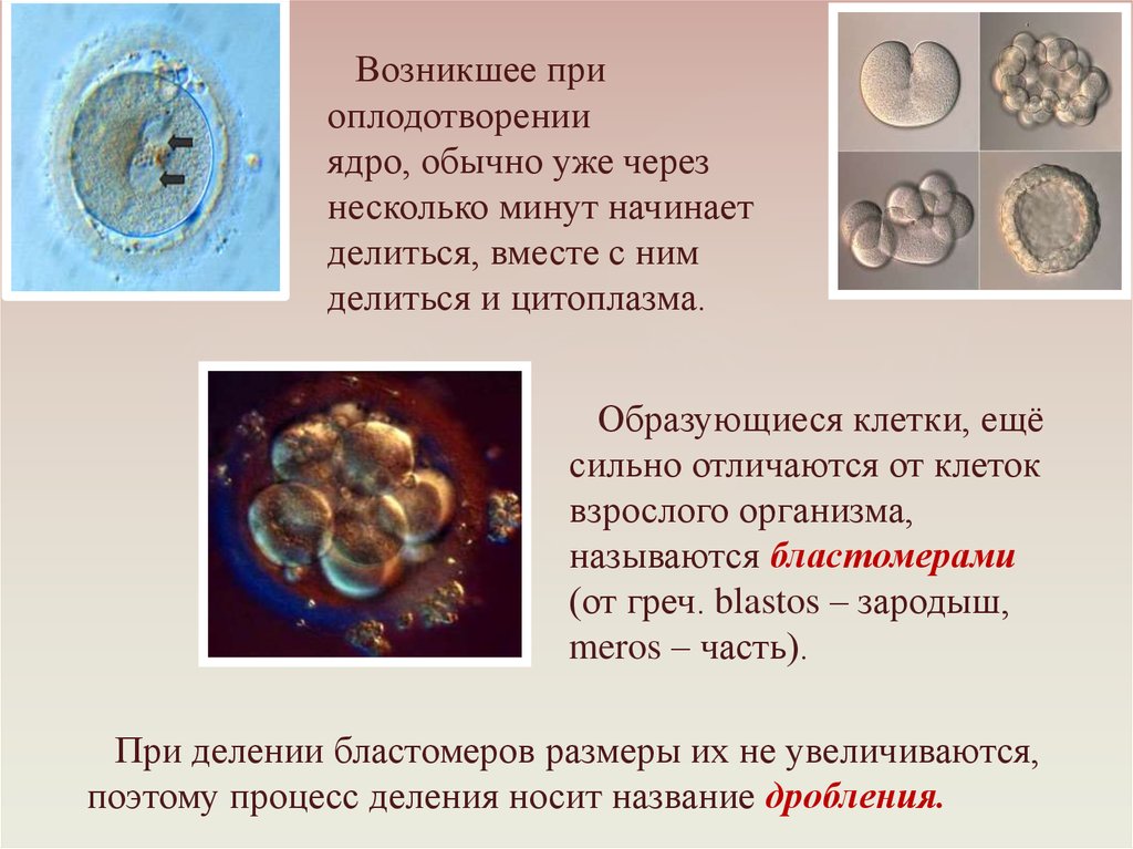 Когда происходит генетическое определение пола у человека. Деление клетки при оплодотворении. Бластомеры образуются в процессе. Ядро бластомера. Дробление при оплодотворении.