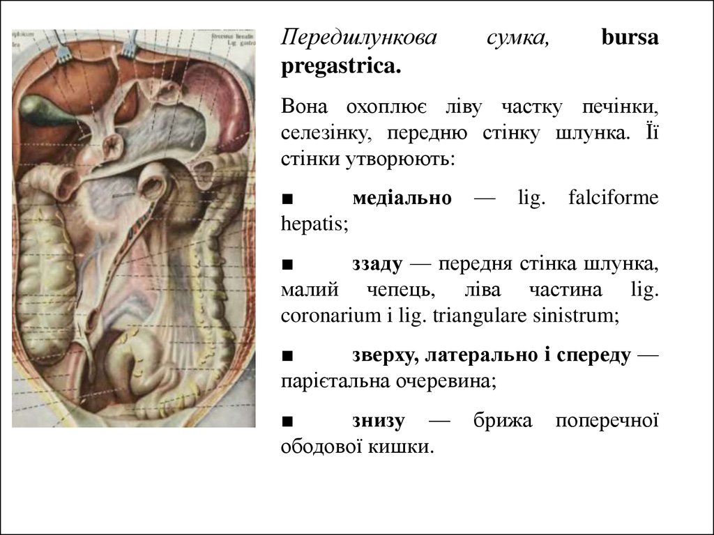 Печеночная сумка. Преджелудочная сумка – Bursa pregastrica. Сальниковая печеночная и преджелудочная сумки. Печеночная сумка Bursa hepatica. Сумки верхнего этажа брюшины Bursa Omentalis.