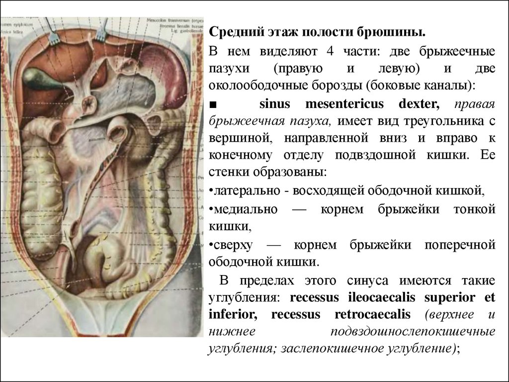 Какие органы расположены в нижней полости. Висцеральная брюшина малого таза. Боковые каналы брюшной полости топографическая анатомия. Боковые каналы и брыжеечные синусы. Средний этаж брюшины анатомия.