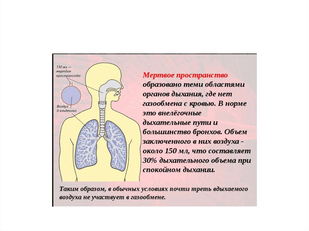 Последовательность поступления воздуха в организм. Схема дыхательной системы. Этапы дыхания. Путь движения воздуха по дыхательной системе. Путь прохождения воздуха в дыхательной системе.