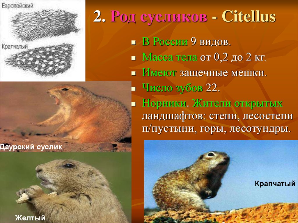 Суслик презентация 2 класс