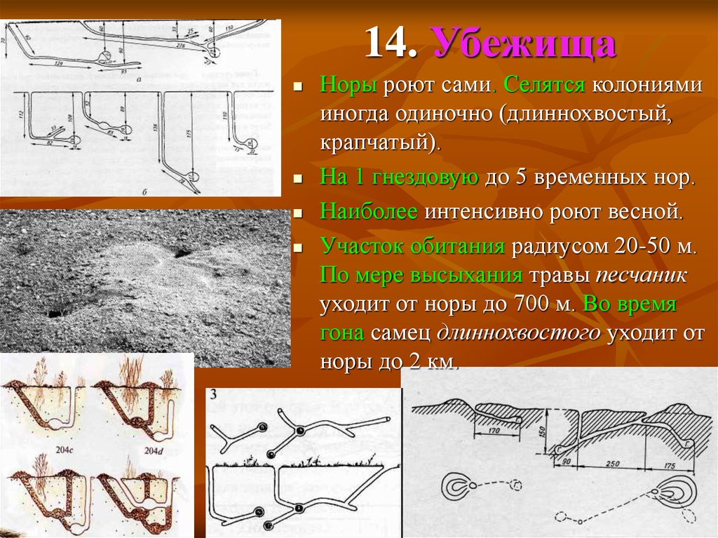 Норы сусликов схема