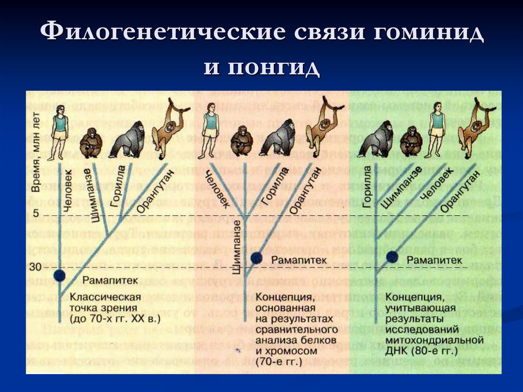 Методы изучения филогенеза. Схема эволюции развития человека. Филогенетическое Древо гоминид. Эволюционное Древо понгид и гоминид. Эволюционное Древо приматов и человека.