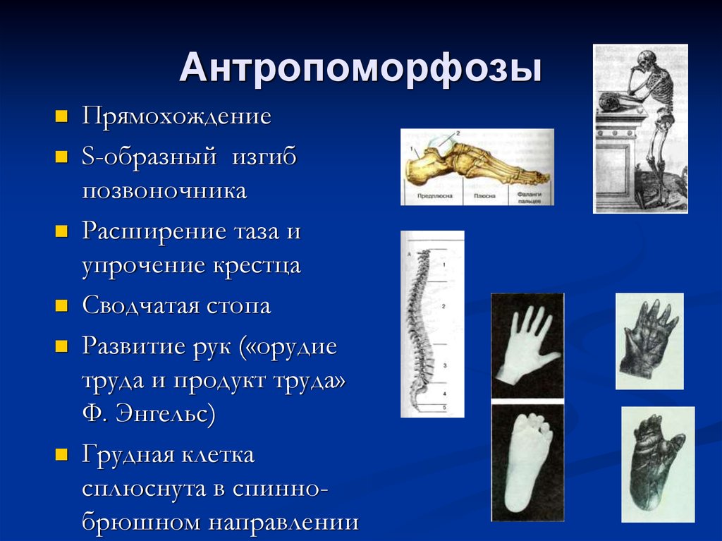 Прямохождение. Антропоморфозы. Антропоморфоз прямохождение. Перечислите антропоморфозы человека. Пример антропоморфоза - это.