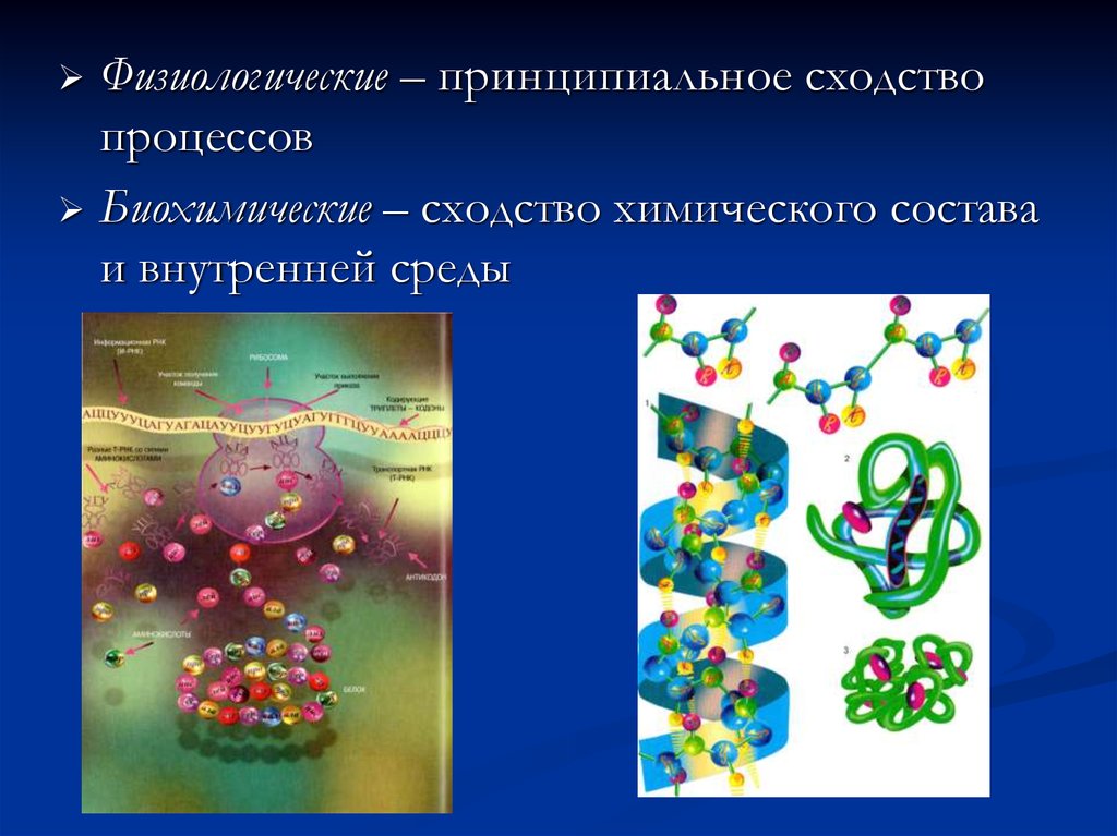 Биохимическое воздействие. Физиологические и биохимические процессы. Физиологические процессы в биологии. Сходство химического состава. Влияние PH на биохимические и физиологические процессы организма.