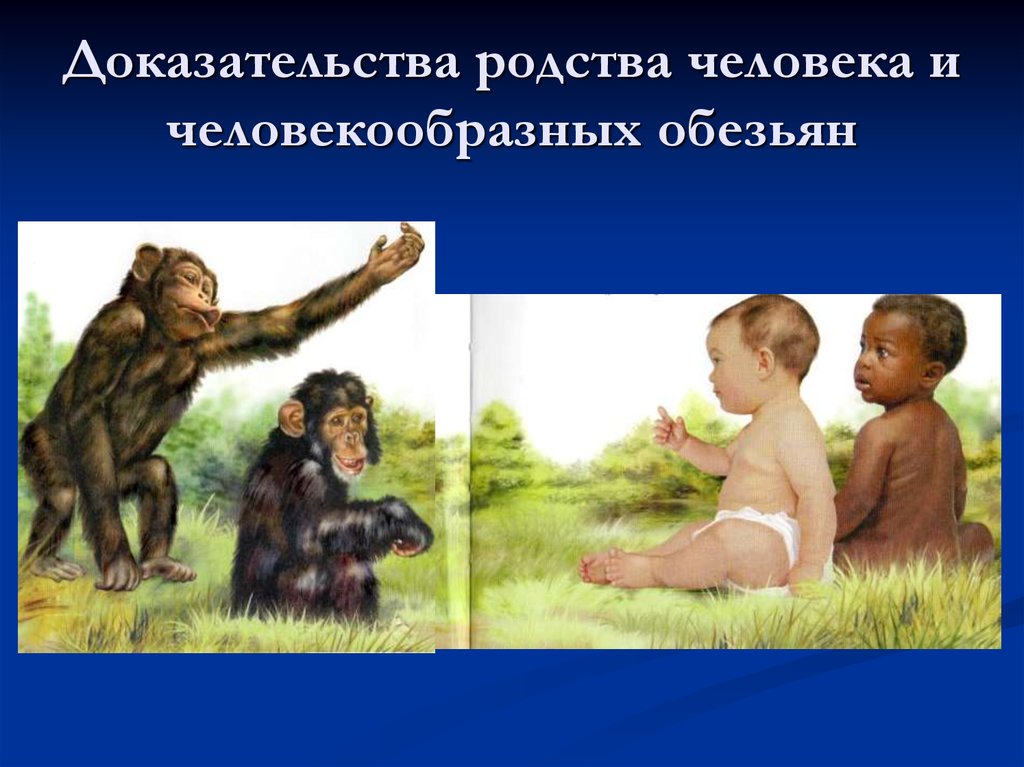 Различие между человеком и обезьяной. Доказательства родства человека и приматов. Доказательства родства человека и человекообразных обезьян. Человек и человекообразные обезьяны.