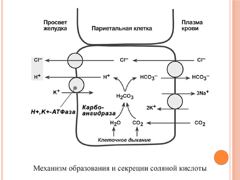 Образование соляной кислоты. Клеточные механизмы секреции соляной кислоты.. Механизм секреции соляной кислоты. Механизм образования соляной кислоты. Клеточный механизм секреции соляной кислоты физиология.