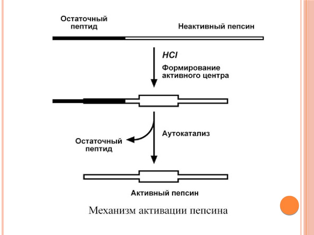 Схему активации пепсиногена