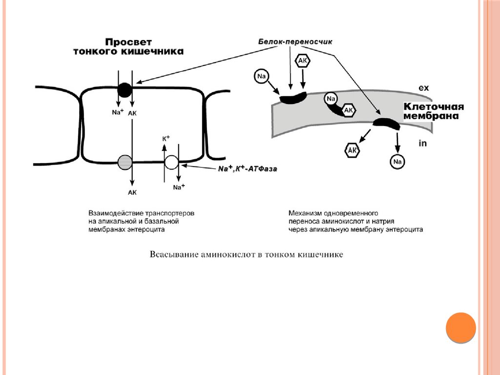 Всасывание аминокислот образование. Схема всасывания аминокислот в кишечнике. Пути всасывания аминокислот в кишечнике. Механизм всасывания аминокислот. Механизм всасывания аминокислот в кишечнике биохимия.