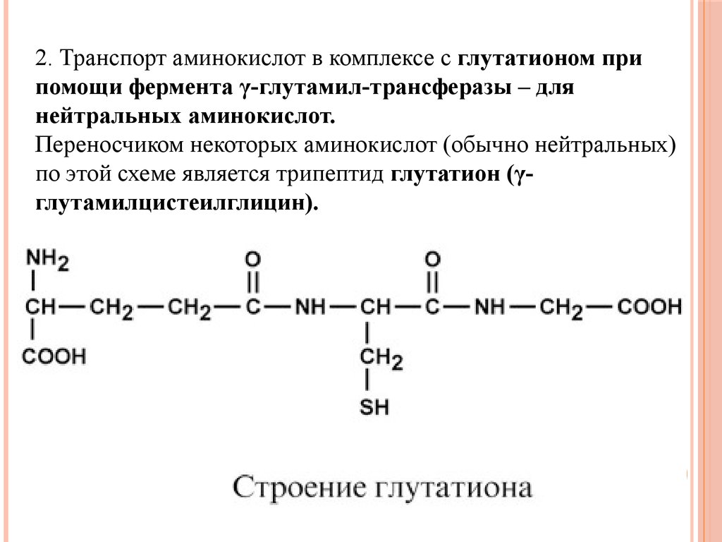 Схема образования глутатиона