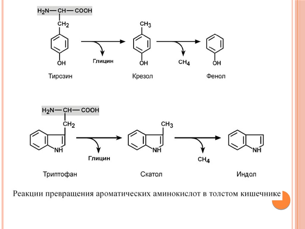 Тирозин что это такое. Образование фенола из тирозина. Образование крезола и фенола из тирозина. Синтез тирозина из фенола. Реакции образования крезола и фенола из тирозина.