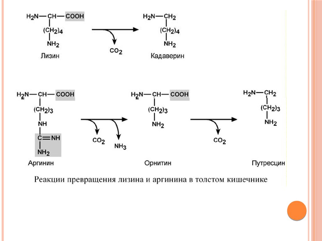 Лизин для чего. Обмен аргинина лизина и гистидина. Синтез аргинина биохимия. Функции лизина биохимия. Катаболизм лизина биохимия.