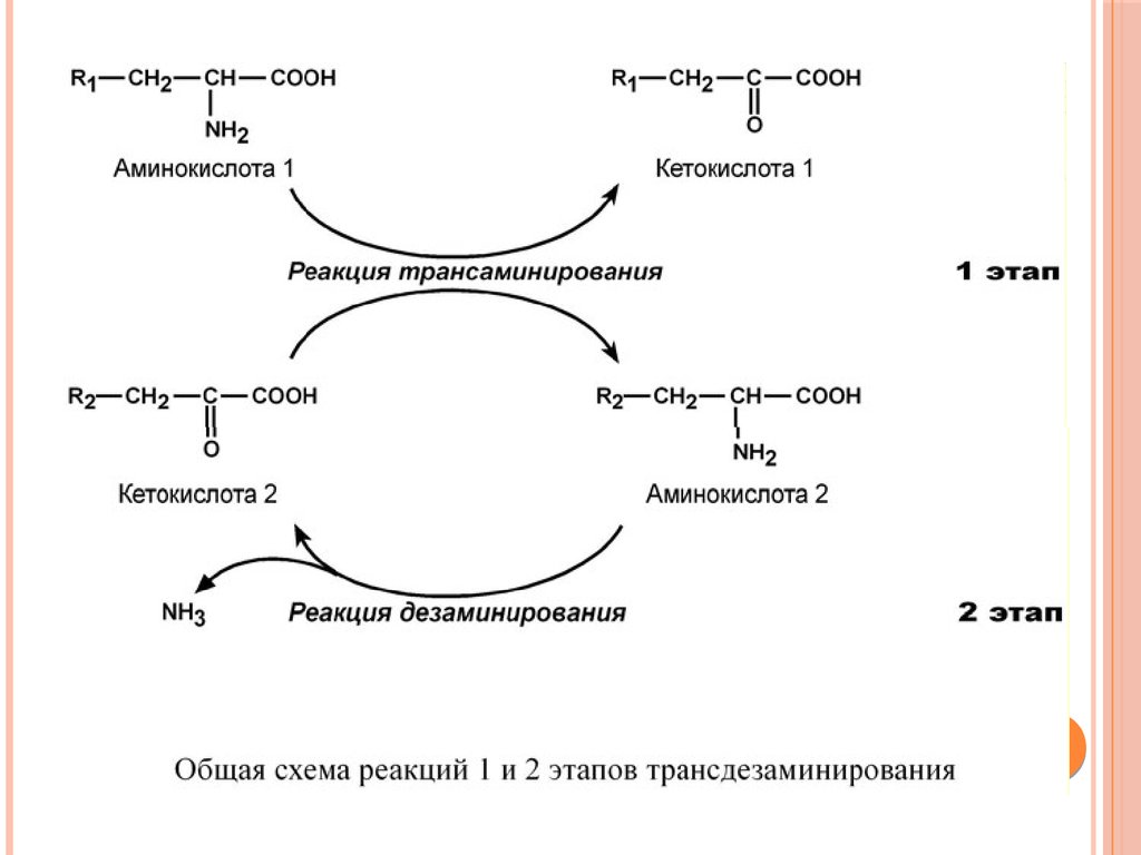 Биосинтез аминокислот и белков. Дезаминирование аминокислот схема. Трансдезаминирование аланина. Трансдезаминирование аминокислот схема. Процесс трансдезаминирования аланина.