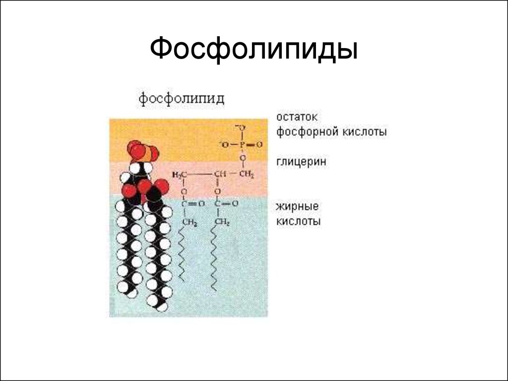 Строение фосфолипида. Фосфолипид химическая формула. Хим структура фосфолипидов. Строение молекулы фосфолипида. Фосфолипид структура.