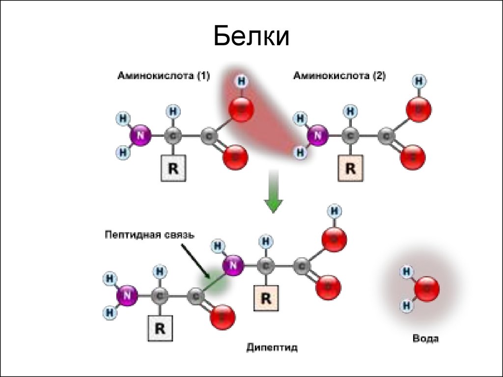Пептидная группа атомов. Строение дипептида. Белки образование пептидной связи. Образование пептидной связи между аминокислотами. Пептидная связь между атомами.