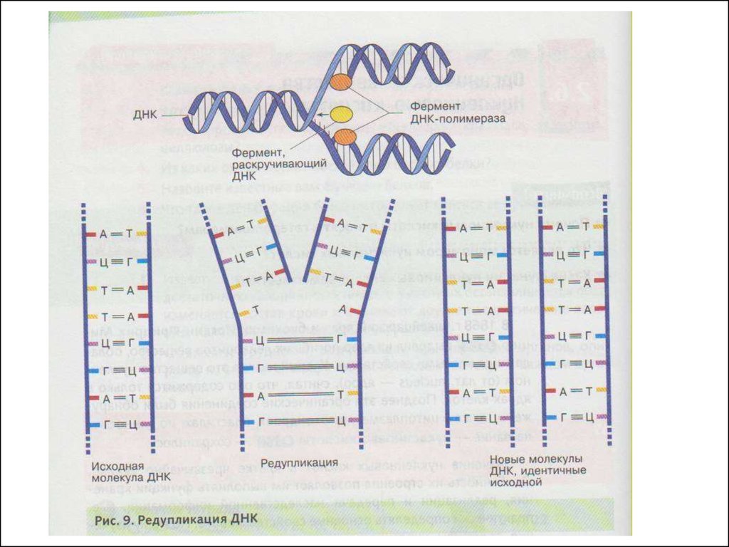Осуществляется ферментом днк полимеразой. Редупликация. Редупликация примеры. Редупликация в русском языке. Молекулярный состав клетки.
