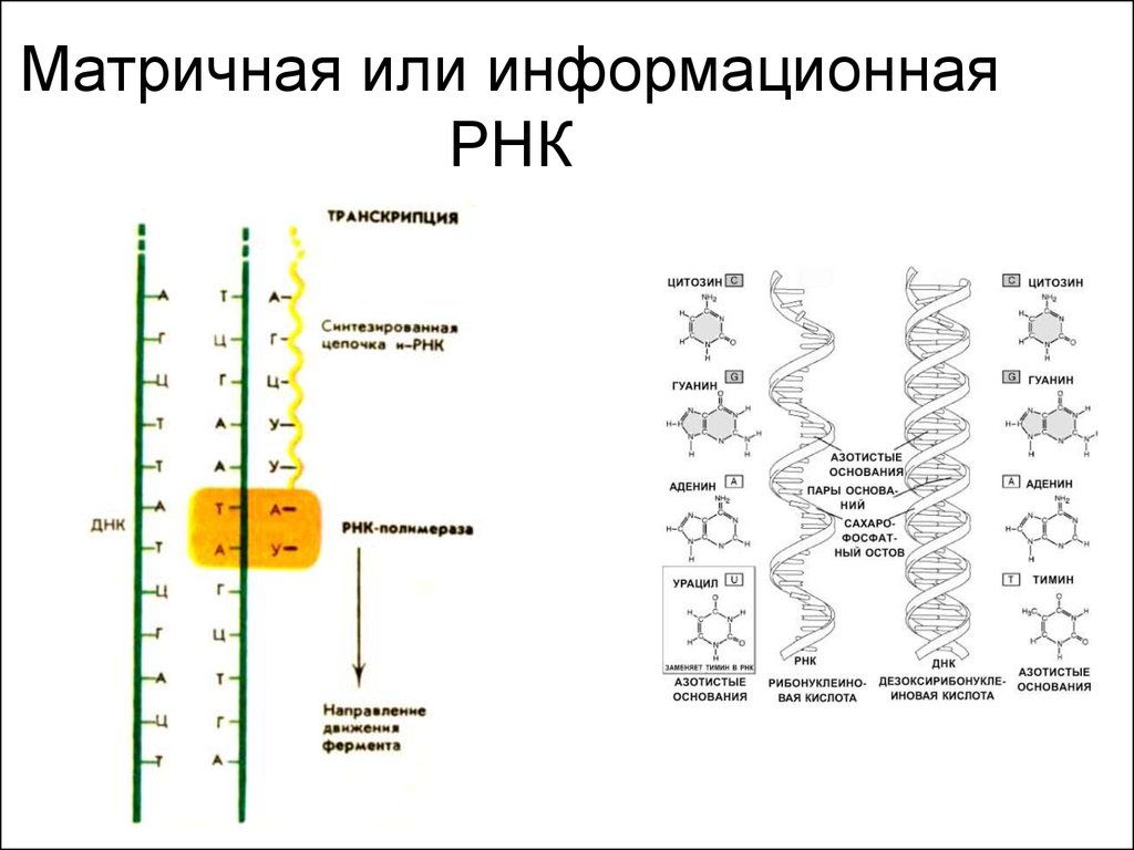 Виды днк матричная и. Информационная РНК строение. Структура матричная (информационная) РНК. Матричная РНК строение и функции. Структура матричной РНК.