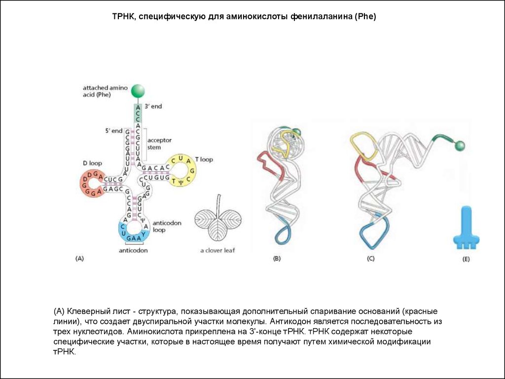 Функция антикодона ТРНК. ТРНК С аминокислотой. Специфичность транспортной РНК. Вторичная структура клеверный лист.