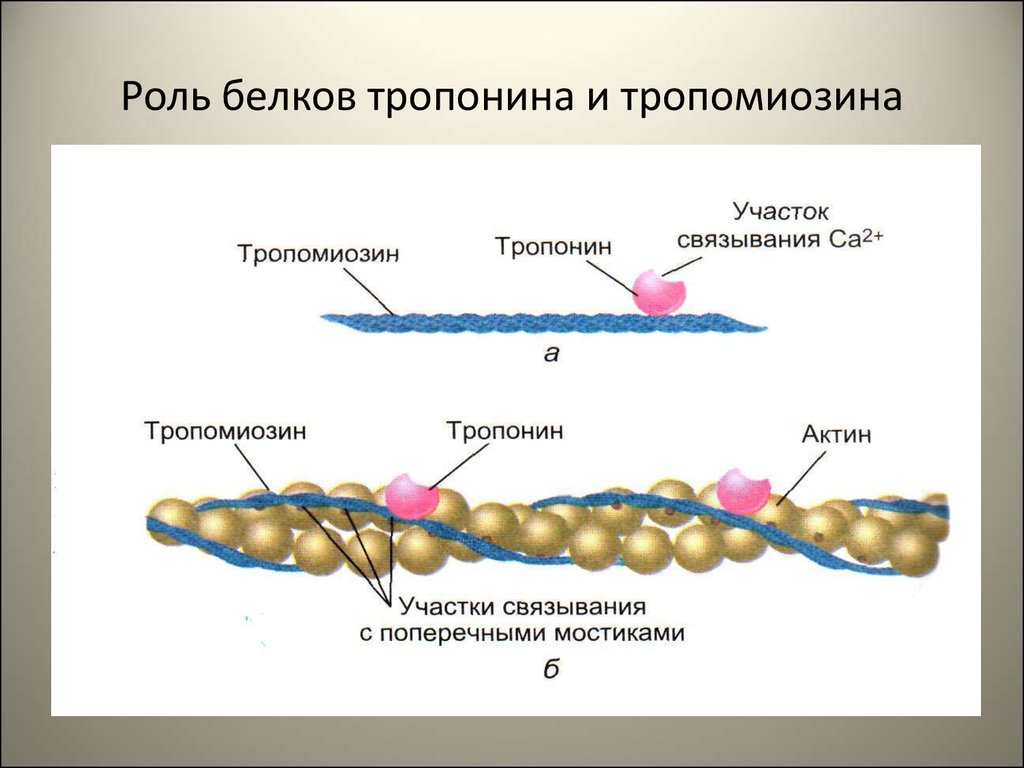 Нити актина. Актин миозин тропонин. Тропомиозин и тропонин строение. Тропонин на актине. Тропонин тропомиозин физиология.