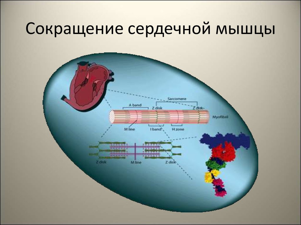 Сокращение сердечной мышцы