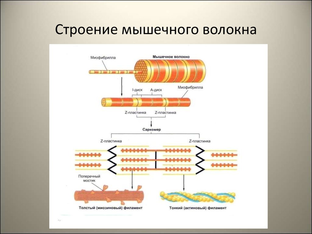 Каким номером на рисунке обозначена миофибрилла. Строение мышечного волокна физиология схема. Строение мышцы миофибриллы. Структура миофибриллы физиология. Микроскопическая структура мышечного волокна.