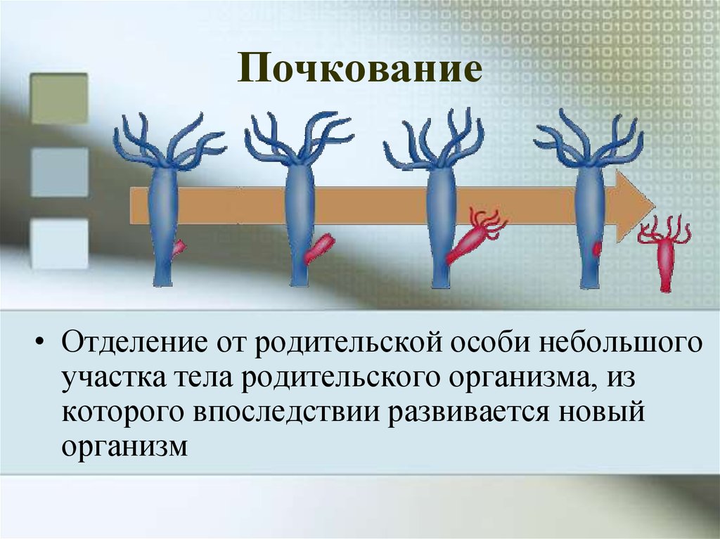 Процесс почкования. Размножение почкованием. Почкование у многоклеточных организмов. Виды почкования. Размножение растений почкованием.