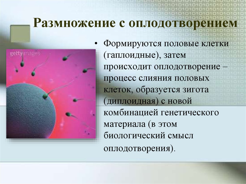 3 тип оплодотворения. Размножение с оплодотворением. Половое размножение с оплодотворением. Биологический смысл процесса оплодотворения. Сущность процесса оплодотворения.