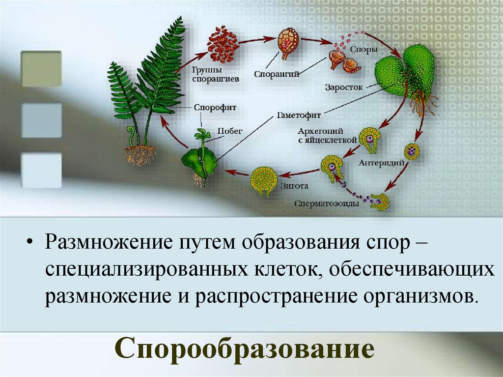 5 процесс образования спор. Спорообразование у растений. Споруляция размножение. Образование спор у растений. Процесс размножения спорами.