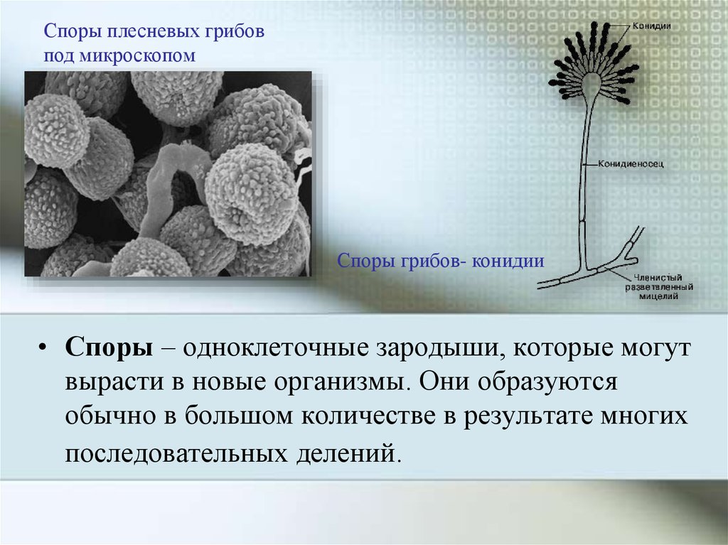 Что значит споры грибов. Конидии плесневых грибов. Размножение споры плесневых грибов. Сплрыплесневых грибов. Споры плесневых грибов под микроскопом.