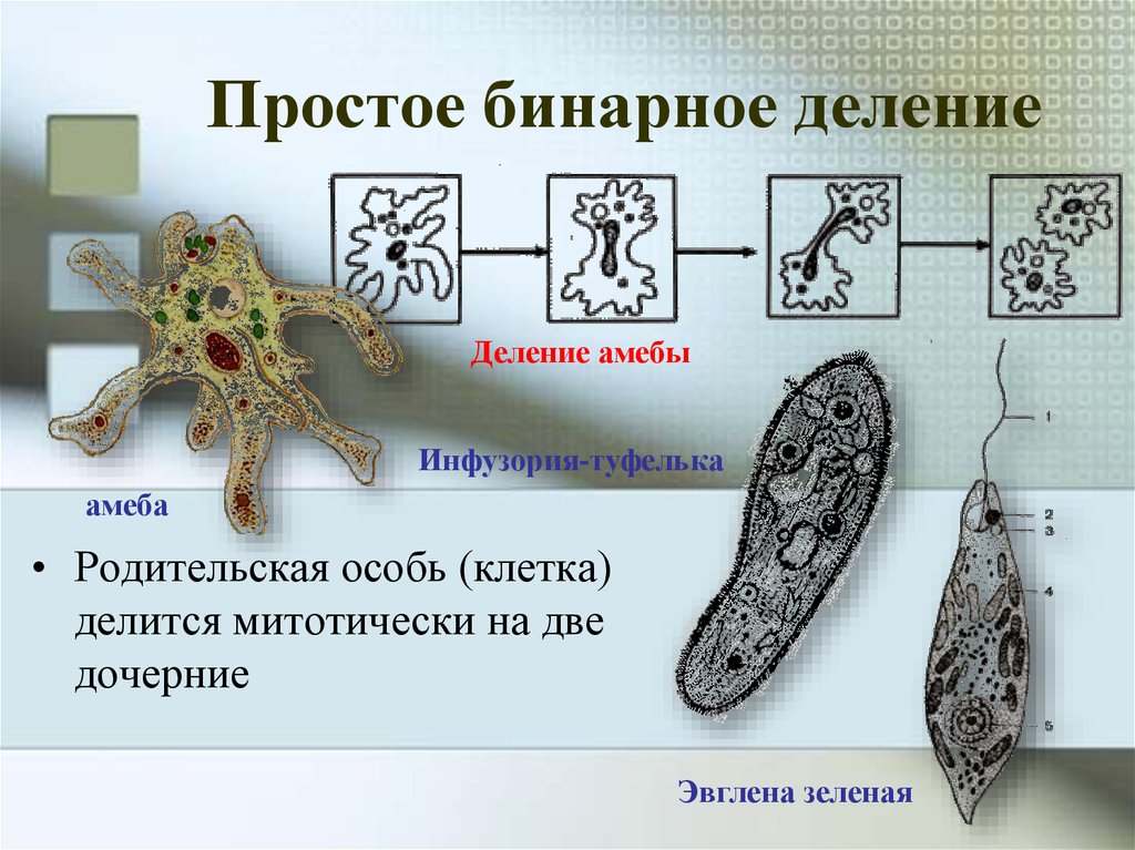 Размножение амебы. Деление амебы. Бинарное деление простейших. Деление простейших организмов. Амеба делится.