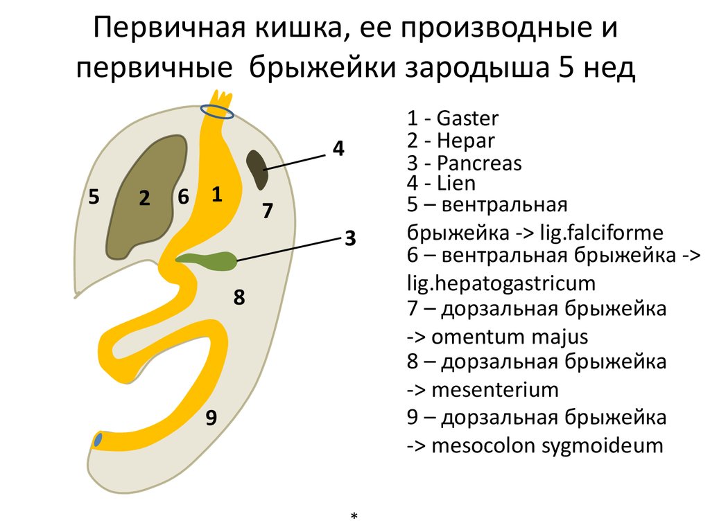 Полость первичной кишки зародыша. Брыжейки первичной кишки. Первичная кишка зародыша. Формирование первичной кишки.