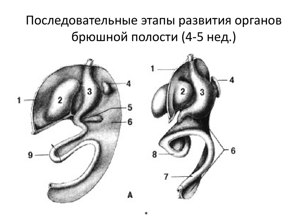 Развитие органов. Этапы эмбрионального развития органов брюшной полости. Развитие желудка. Этап развития внутренних органов этапы. R S строение.