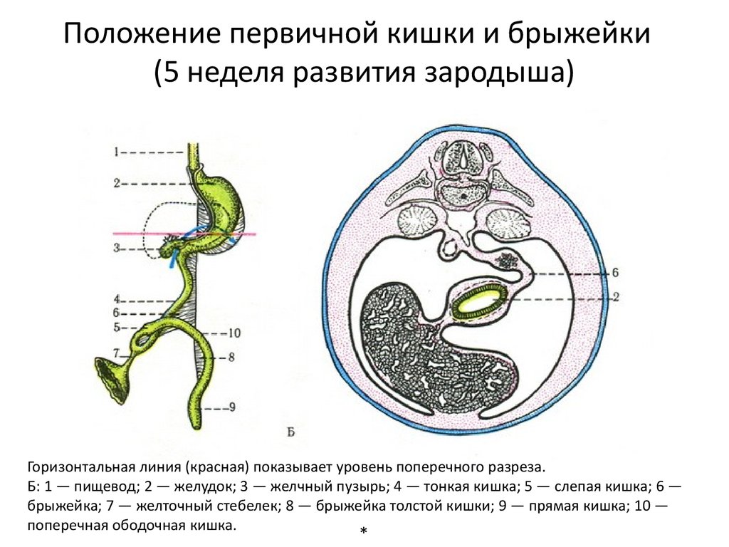 Развитие желудка. Образование первичной кишки в эмбриогенезе. Формирование первичной кишки. Первичная кишка эмбриогенез. Эволюция первичной кишки.