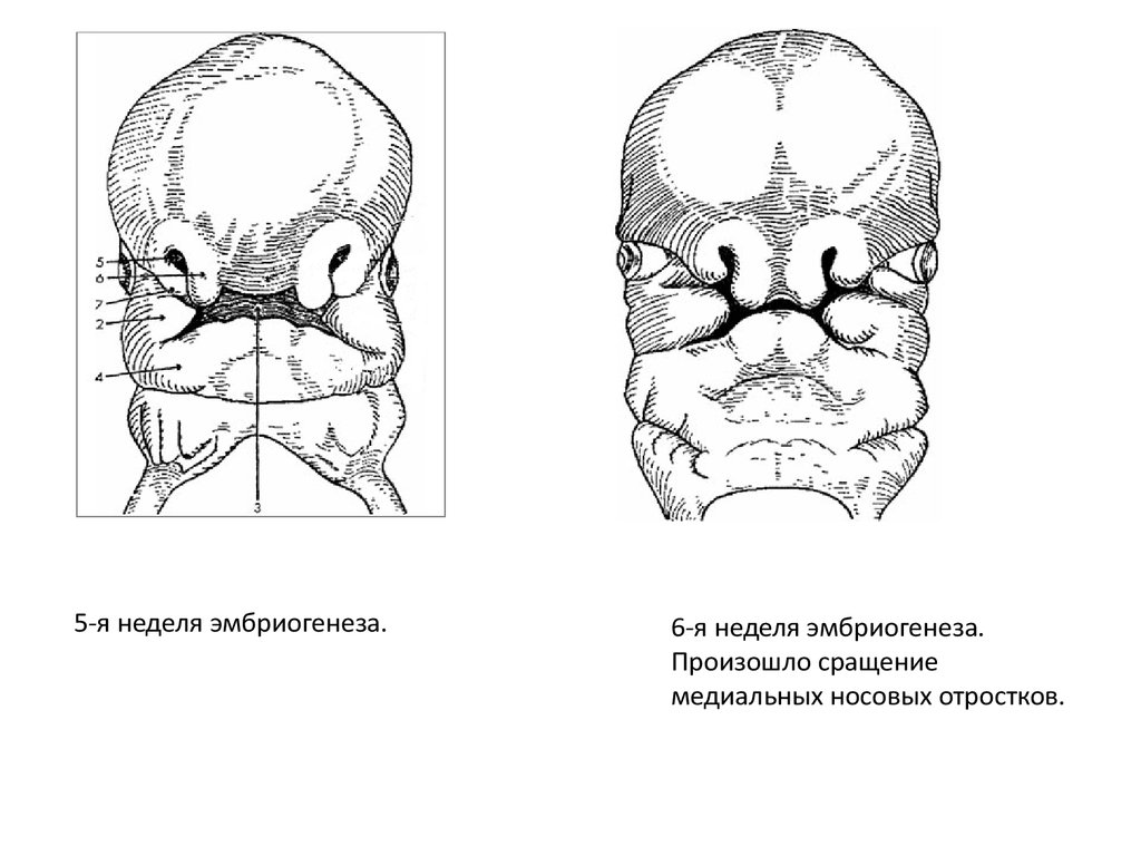 Развитие лицевой области. Эмбриогенез костей черепа. Эмбриогенез лицевого скелета. Эмбриональное развитие черепа человека. Развитие мозгового и лицевого черепа.