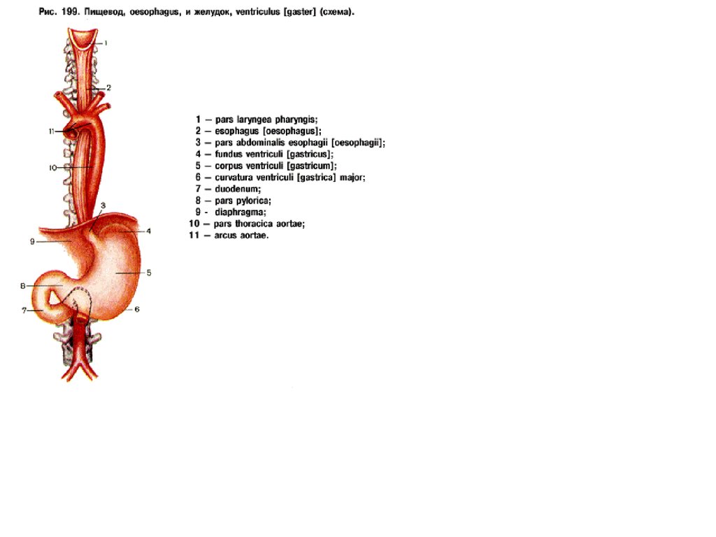 Пищевод расположение. Строение пищевода и желудка. Пищевод и желудок анатомия. Пищевод схема.