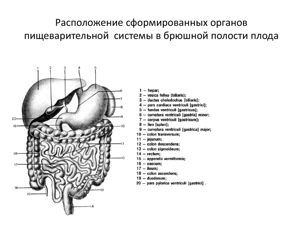 И других органов брюшной полости. Расположение в брюшной полости органов пищеварительной системы. Схема строения пищеварительной системы на латинском. Строение пищеварительной системы на латыни. Мочевые органы брюшной полости вид спереди.