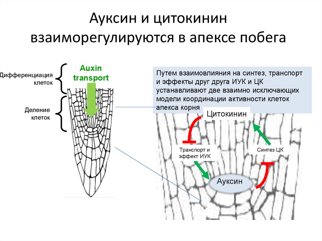 Гормон ауксин у растений. Ауксин Гиббереллин цитокинин. Ауксины функции. Транспорт ауксинов.