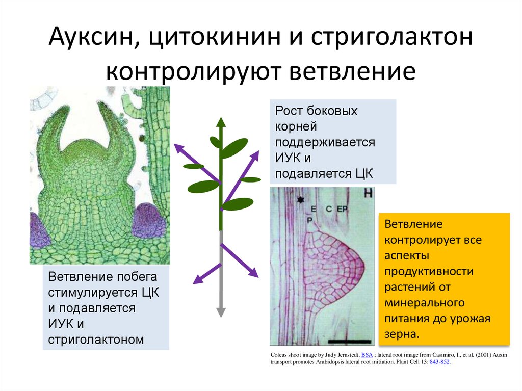 Влияние фитогормонов на рост. Гормон ауксин у растений. Фитогормон ауксин. Ауксины у растений регуляции. Фитогормоны цитокинины.